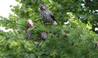 A bird is sitting on a conifer branch with pine cones. The background is green and rich in leaves.