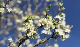 A blooming tree with white flowers against a clear blue sky. The fresh leaves and blossoms create a cheerful spring atmosphere.