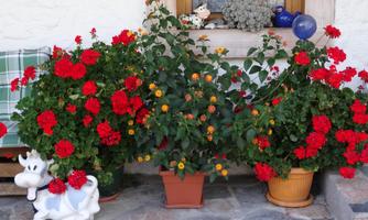 Colorful flowers in pots, mainly red and orange, next to a windowsill. A small decorative figure in the shape of a cow complements the cozy atmosphere.