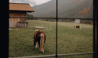 A view out of the window onto a green meadow with two horses. In the background, mountains and a wooden house can be seen.