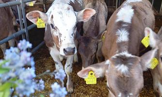 A group of calves in a barn, marked with yellow ear tags. In the foreground, some flowers are visible.