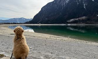 Hiking with a dog at Lake Achensee