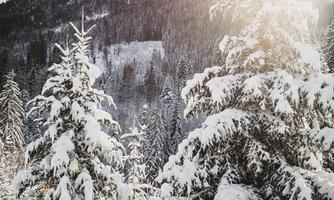 A snowy mountain landscape with tall pine trees. In the background, majestic mountains and a bright sky can be seen.