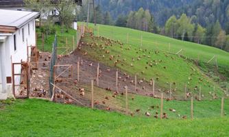 A chicken farm with many chickens running around on a green meadow. In the background, there is a residential building and hills.