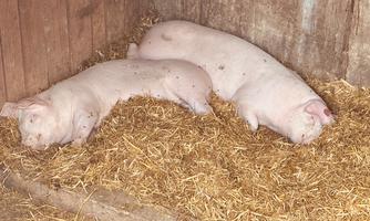 Two pigs are resting on straw in a stable. The floor is covered with straw and the walls are made of wood.