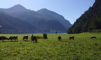A green meadow with cows, surrounded by mountains and a clear blue sky. In the background, a beautiful lake can be seen.