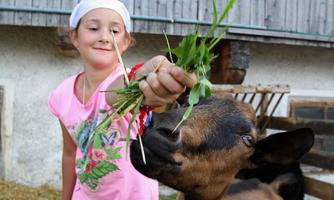 A girl is feeding a cow with fresh grass. In the background, you can see a barn and a rural path.