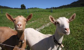 Two goats are standing on a green meadow under a clear blue sky. They have cheerful expressions and are wearing collars.