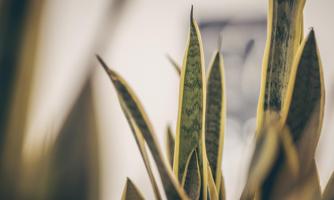 A close-up of Sansevieria plants with long, pointed leaves. The leaves have green and yellow patterns.