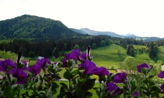 A picturesque view of green hills and mountains. In the foreground, purple flowers are blooming.