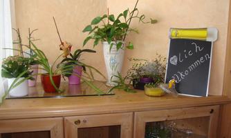 A cozy corner with various plants in colorful pots. A small sign with the inscription "Welcome" stands next to it.