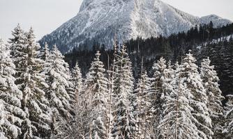 A snow-covered mountain rises above a forest of green and white firs. The sky is clear and the landscape radiates winter serenity.