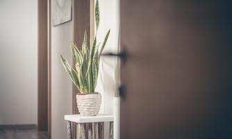 A modern apartment with a pot of plants on a small table. In the background, a door and a painting are visible.