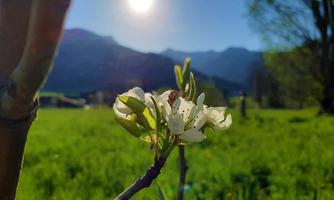 A flower in the foreground with the sun in the background. In the background, there are mountains and a green meadow.