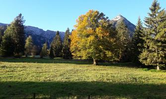 A picturesque landscape with a large, colorful tree in a meadow. In the background, mountains and coniferous trees can be seen.