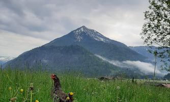 A hen stands in a green field with colorful flowers. In the background, a snow-covered mountain rises against a cloudy sky.