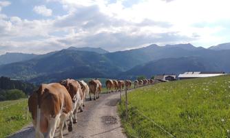 A group of cows walks along a path, surrounded by green meadows and mountains. The sky is partly cloudy and the landscape appears calm and idyllic.