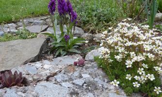 A colorful garden area with purple orchids and white flowers. Surrounded by stones and green grass.
