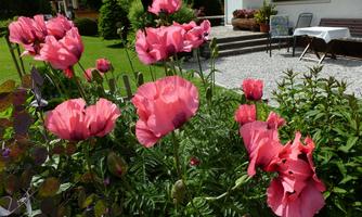 Beautiful pink flowers in a well-maintained garden. In the background, a few pieces of furniture and a terrace are visible.