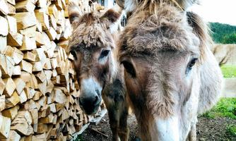 Two donkeys are standing close together in front of a wooden log wall. They have a friendly appearance, and the surroundings are green and rural.