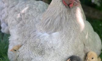 A large, gray hen sits in the grass and takes care of her chicks. Two small, yellow chicks and one black chick are hiding under her.