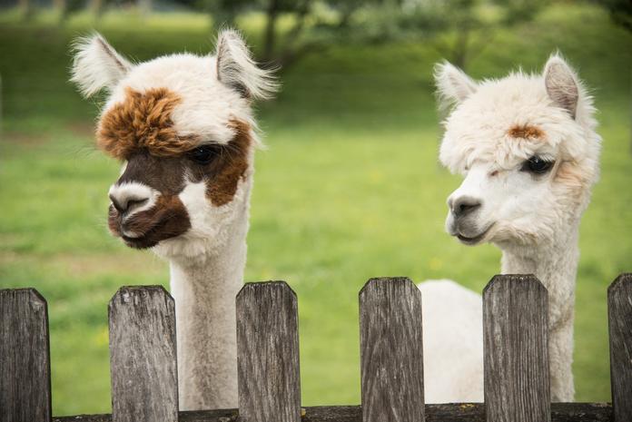 Unterwegs mit Lamas & Alpakas
