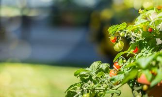 A green tomato bush with red and green fruits. The background is blurred and shows a sunny garden landscape.