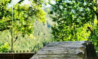 A quiet wooden walkway with water, surrounded by lush greenery. The sunny landscape conveys a sense of nature and tranquility.