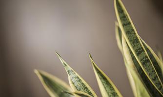A close-up of green Sansevieria leaves with yellow edges. The background is blurred and neutral.