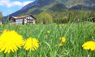A meadow with bright yellow dandelion flowers and green grass. In the background, there are mountains and a traditional building.