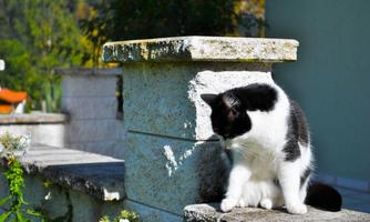 A cat is sitting on a stone wall ledge. In the background, green plants and a peaceful environment can be seen.