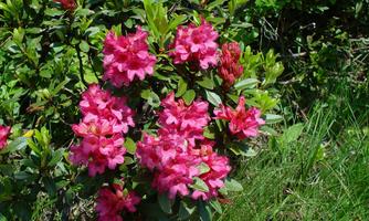Almrosen Blumen Rechte Wildschönau  Tourismus (7)