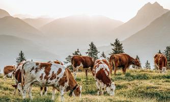 A group of cows grazes in a meadow in the mountains. In the background, the gentle hills and trees can be seen in the evening light.