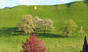 A green meadow with several trees, including a red tree. Gentle hills in the background under a clear sky.