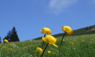 Blumenwiese Rechte TVB Wildschönau