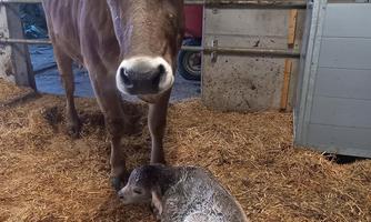 A cow stands next to its newborn calf in a barn. The surroundings are filled with straw and there is a rural atmosphere.