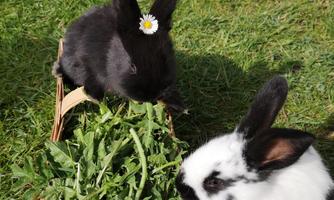 Two rabbits are standing on the grass. One is eating from a basket of fresh greens, while the other is looking on curiously.