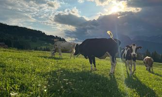 A meadow with several cows grazing in the green grass. In the background, rays of sunlight and massive clouds can be seen.