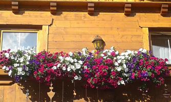 A beautiful flower box with colorful flowers in pink, blue, and white. Below hangs a lovely lantern in front of a wooden facade.