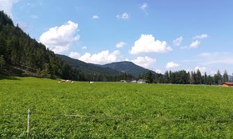 A wide meadow with fresh, green grass and some cows. In the background, gentle mountains rise under a clear blue sky.