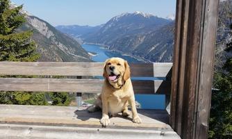 A yellow Labrador sits on a wooden bench overlooking a picturesque mountain landscape. In the background, snow-capped mountains and a blue lake can be seen.