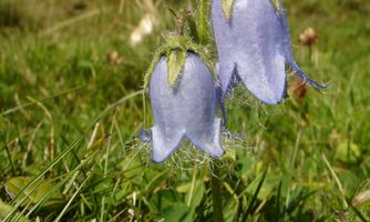 Bartglockenblume Rechte TVB Wildschönau (1)