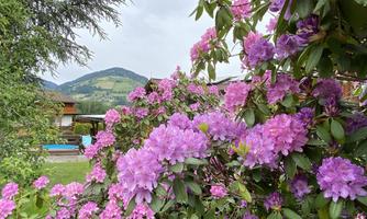 Jochum_Appartements_Wildschoenau_Rhododendron_Sonn