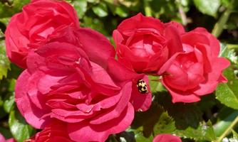 Jochum_Appartements_Wildschoenau_Rosen