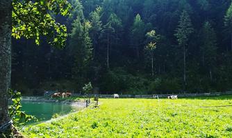 A quiet meadow with fresh, green grass and a few cows. In the background, tall trees and a clear pond can be seen.