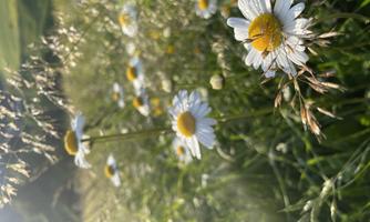 A field with many daisies blooming in the sun. The green meadow is surrounded by colorful grasses.