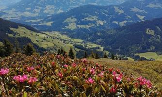 Almrosenblüte im Juni