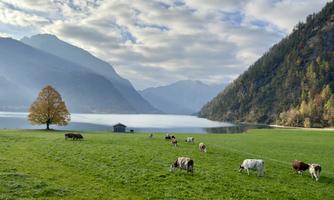 A peaceful landscape with green meadows and cows. In the background, there is a lake and mountains under a cloudy sky.