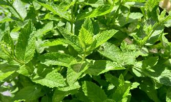 A fresh mint plant with vibrant green leaves. It grows lush and healthy.