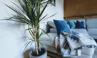 A cozy living room with a gray sofa and blue cushions. Next to the sofa is a green plant in a decorative pot.
